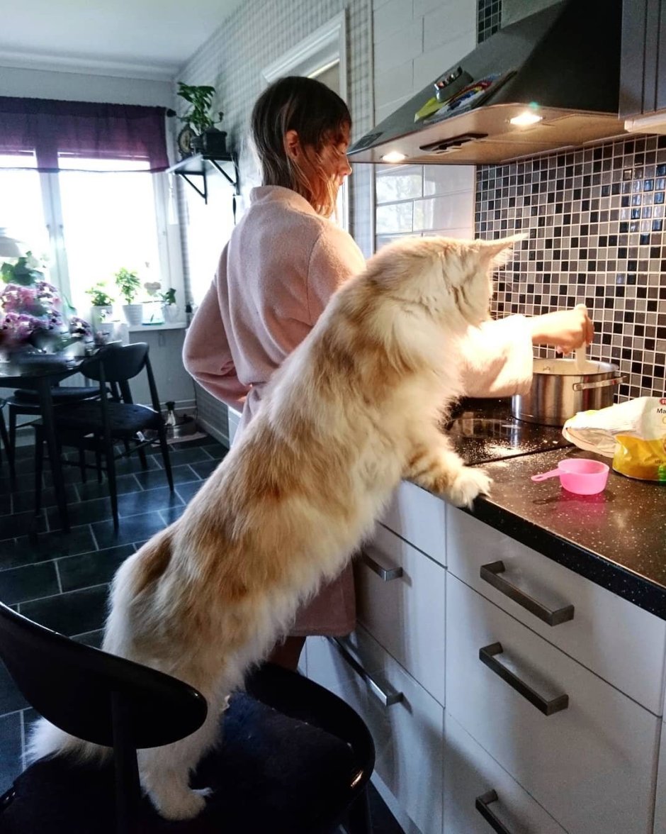 Мужчина в фартуке на кухне