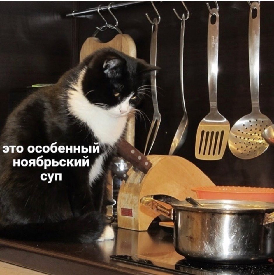 Котик на кухне