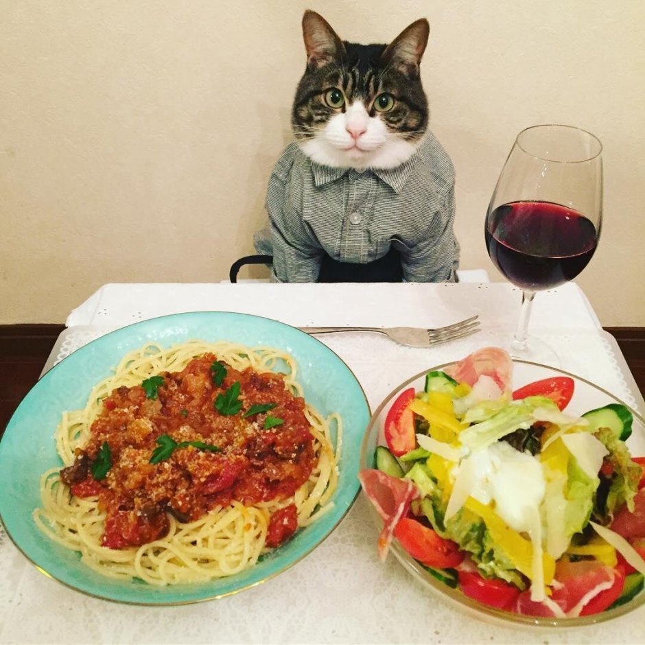 Смешные животные на кухне