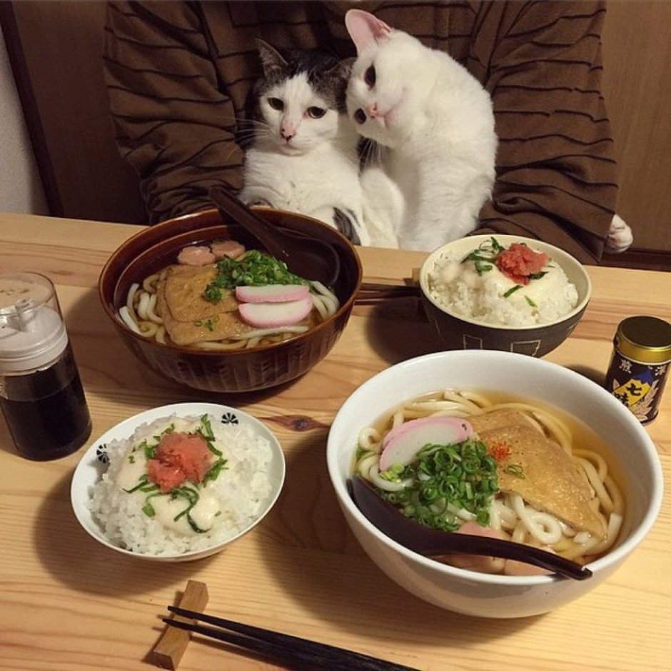 Еда для кошек