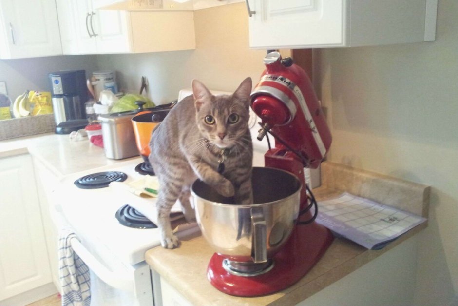 Кошка на кухне