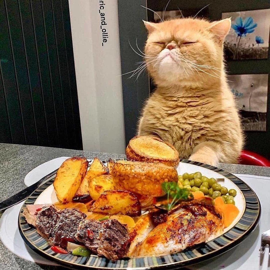 Смешные животные на кухне