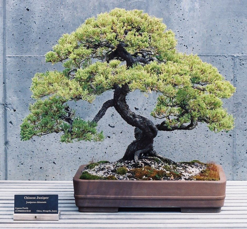 Китайское дерево бонсай