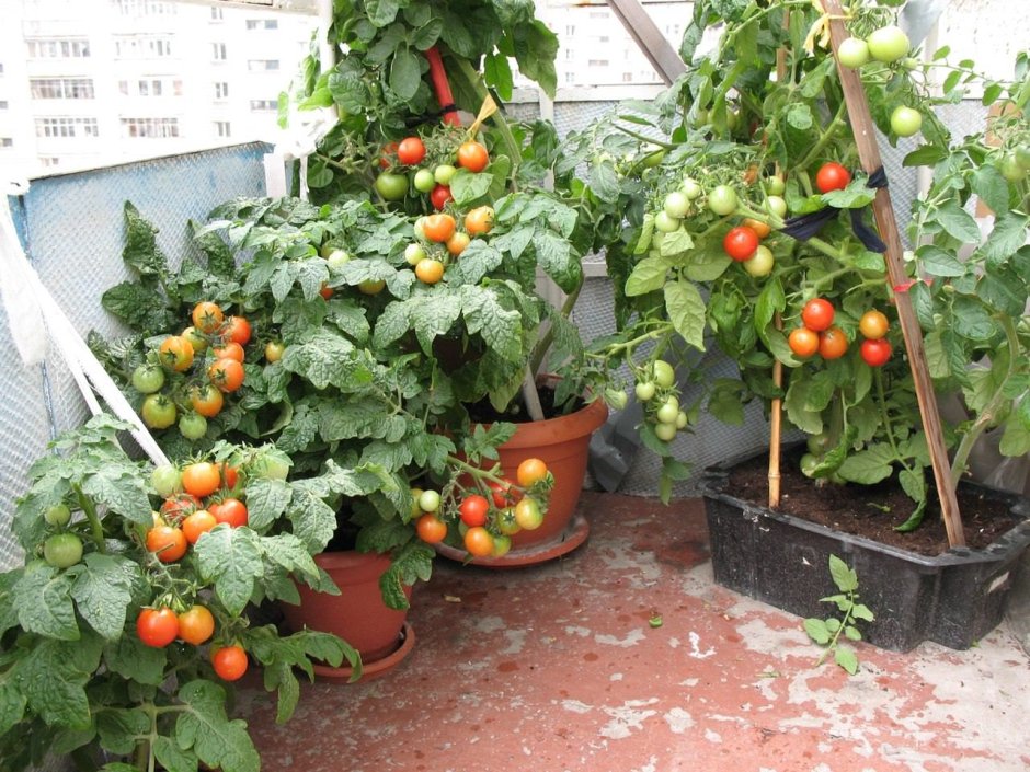 Балконные томаты черри