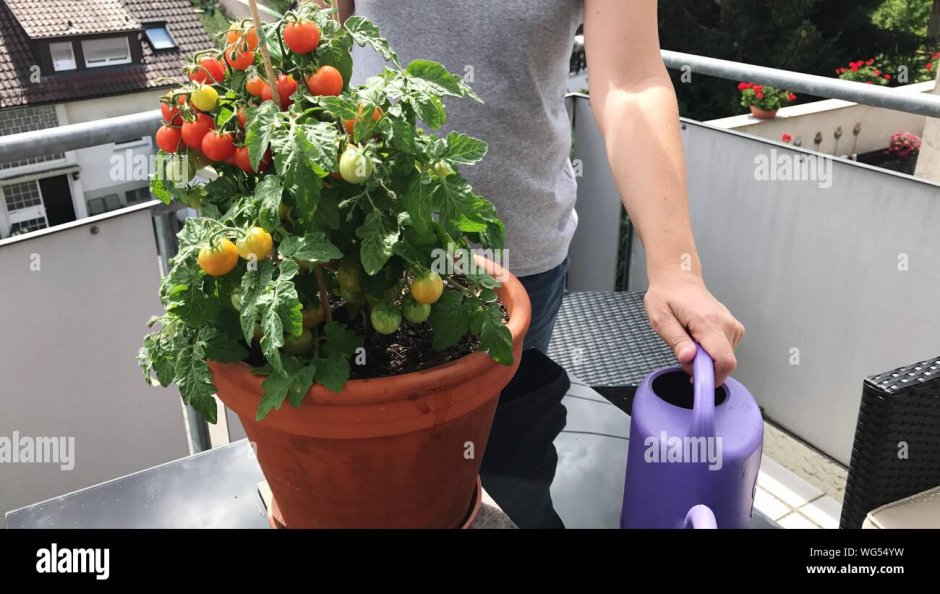 Семена томат балкони Елоу f1
