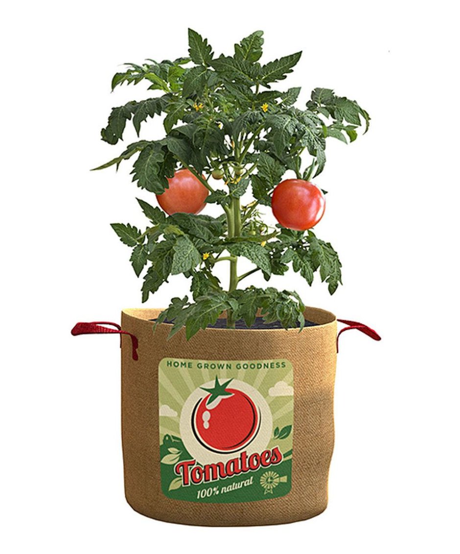 Кустики томатов черри