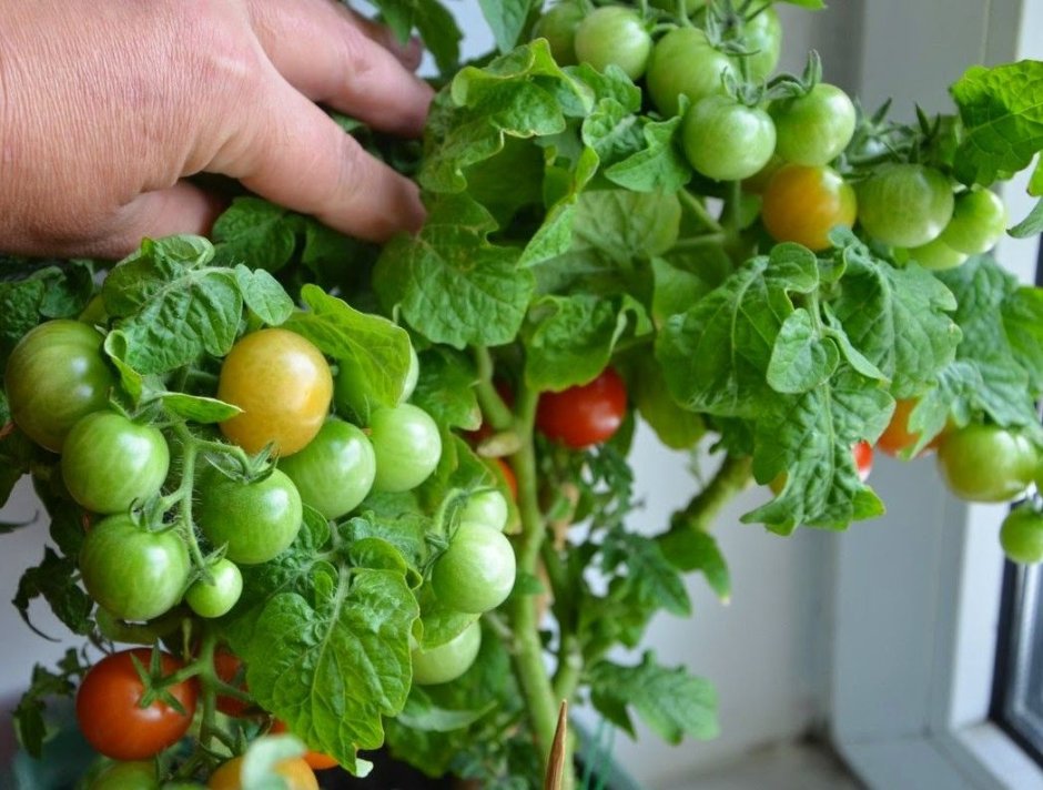Семена томат ред Робин