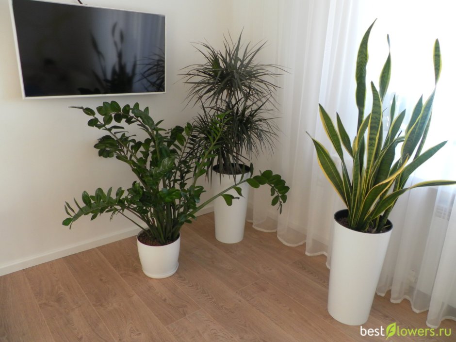 Небольшие комнатные растения