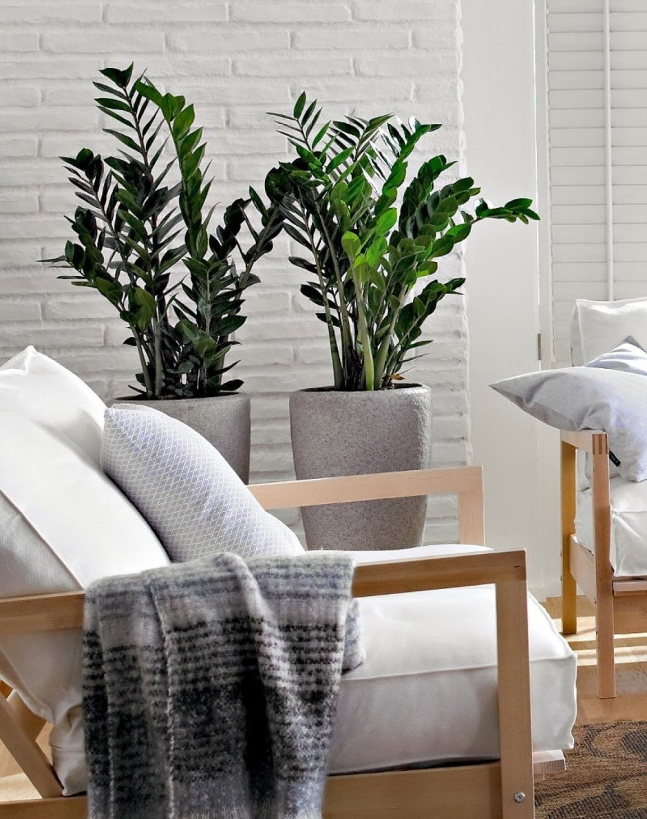 Неприхотливые комнатные растения для квартиры