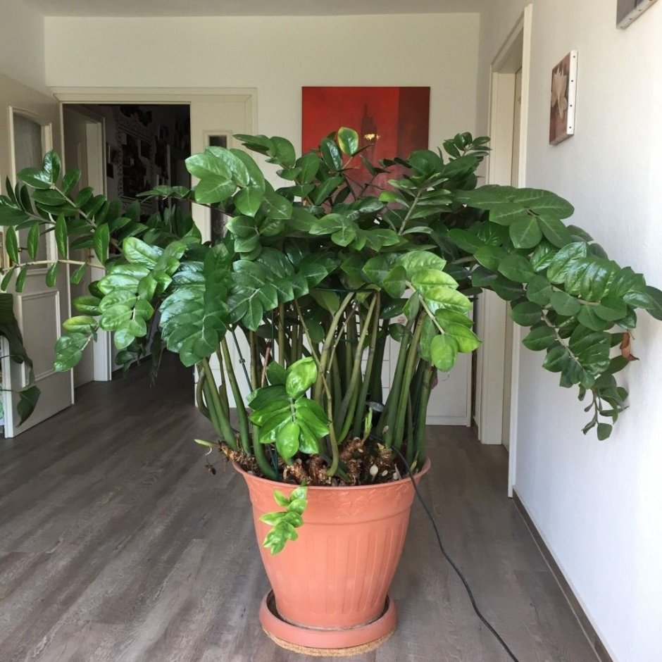 Комната подростка с растениями