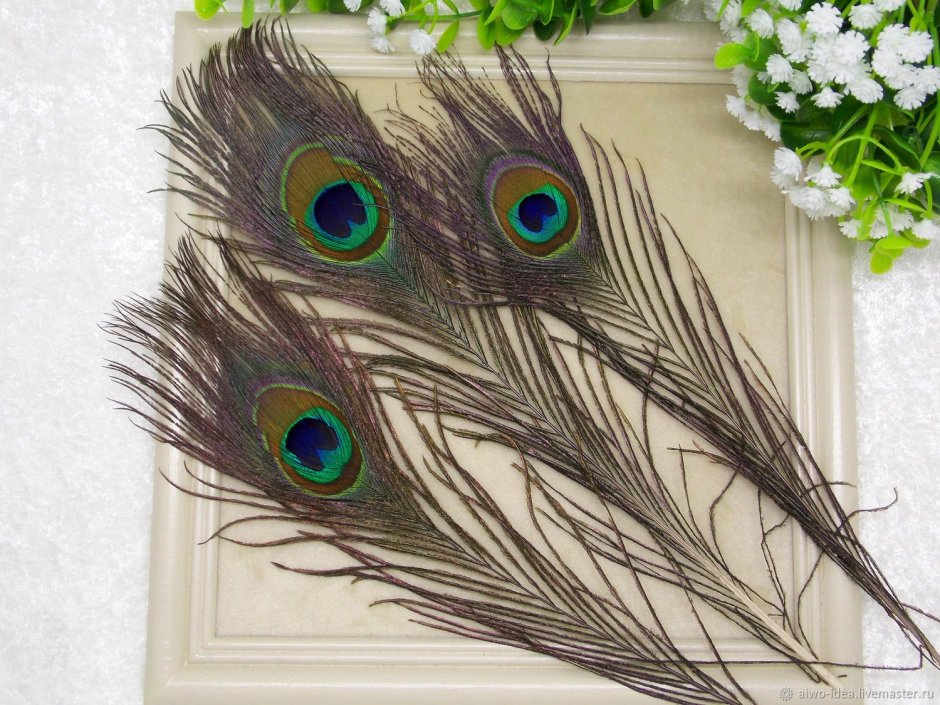 Декоративные перья павлина