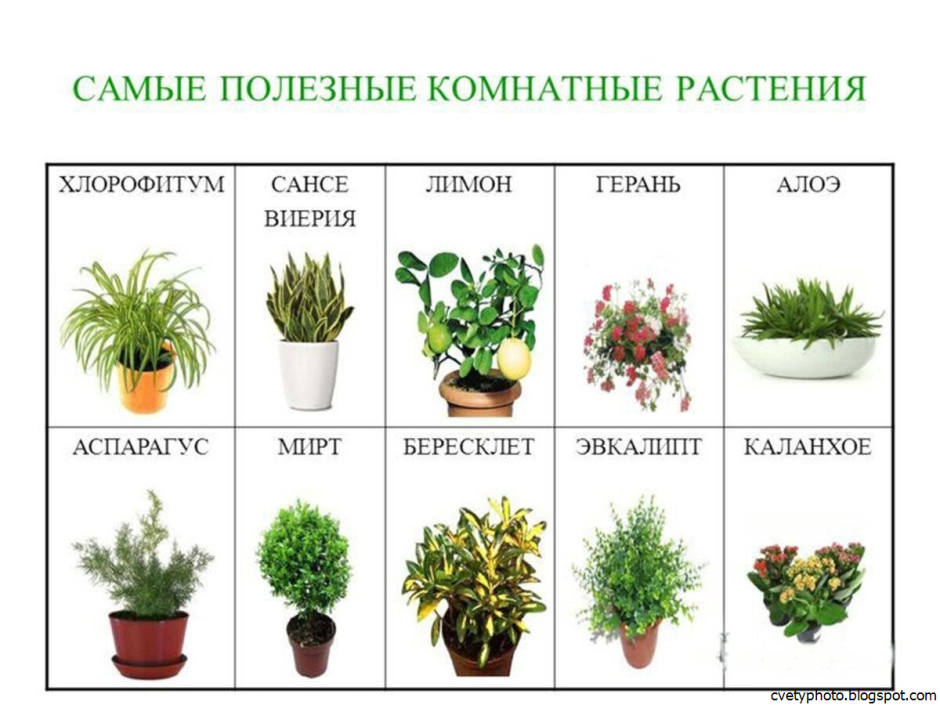 Комнатные растения названия