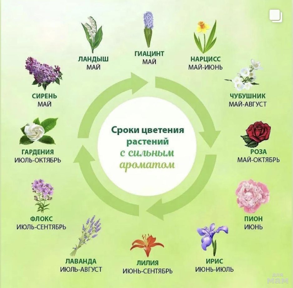 Сроки цветения растений