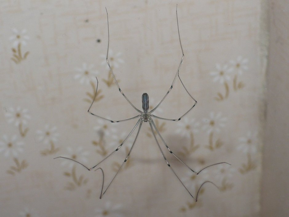 Сенокосец паук гигантский