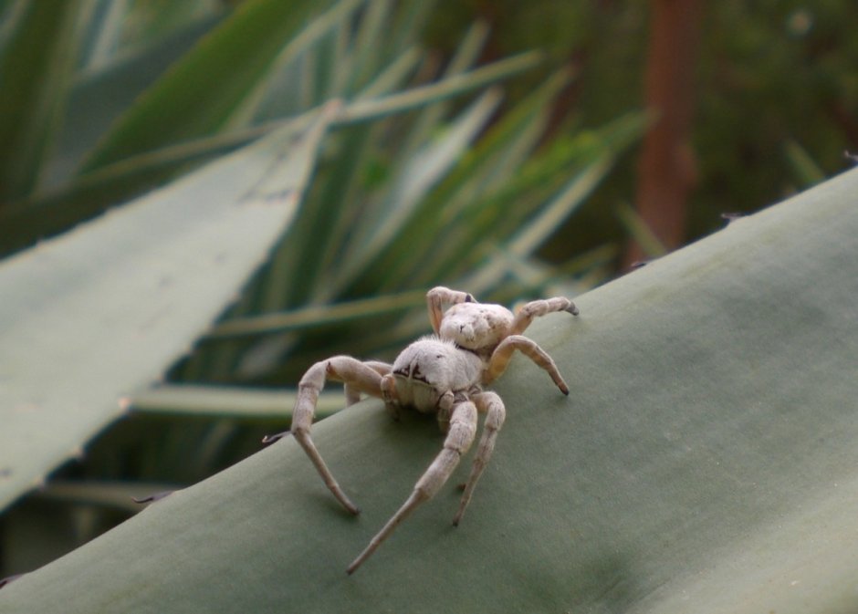 Белый крабовый паук
