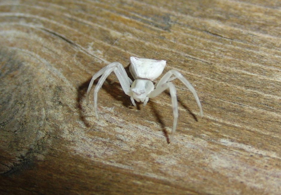 Белый паук настоящий