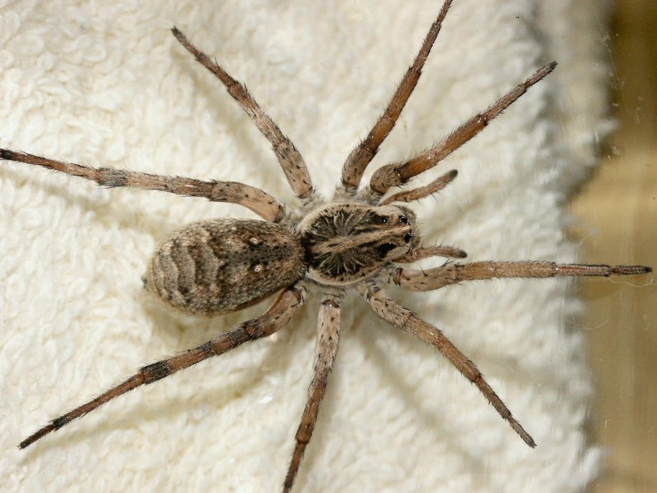 Цербал Аравийский паук