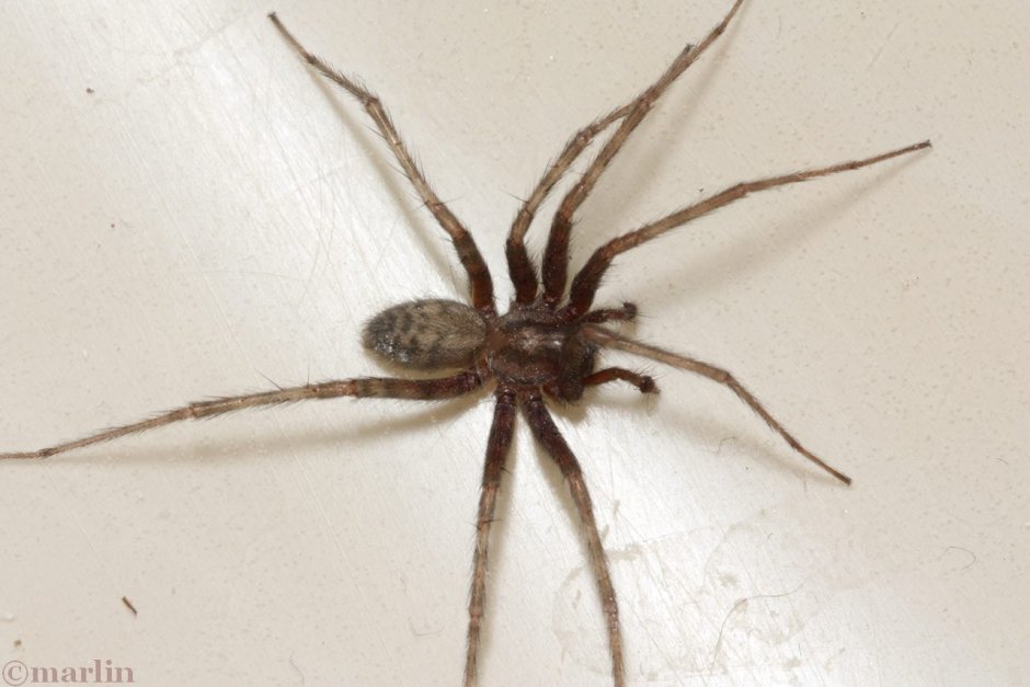 Домовой паук Tegenaria Agrestis