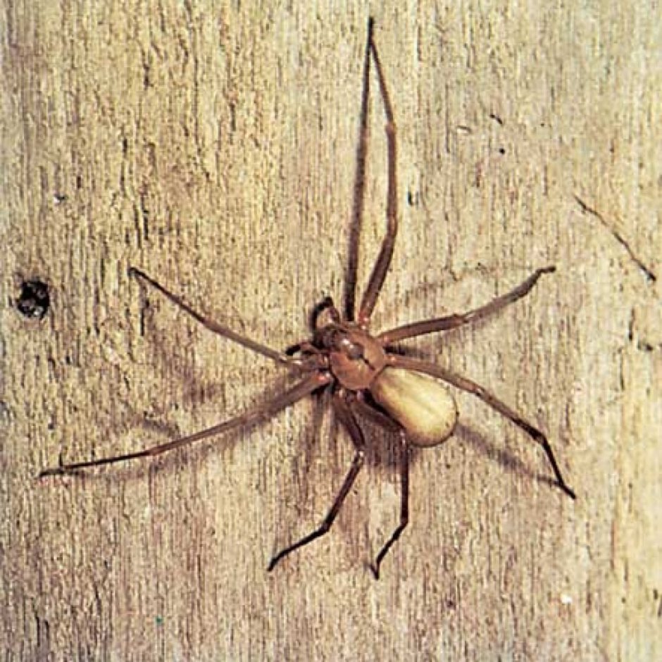 Домовой паук отшельник