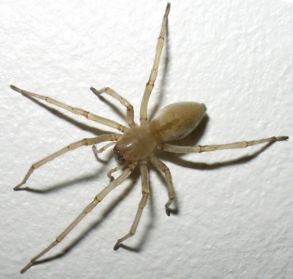 Cheiracanthium mildei паук
