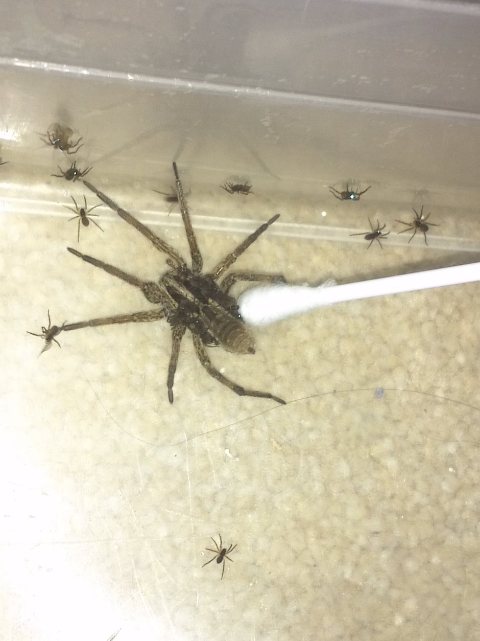 Маленькие пауки в доме