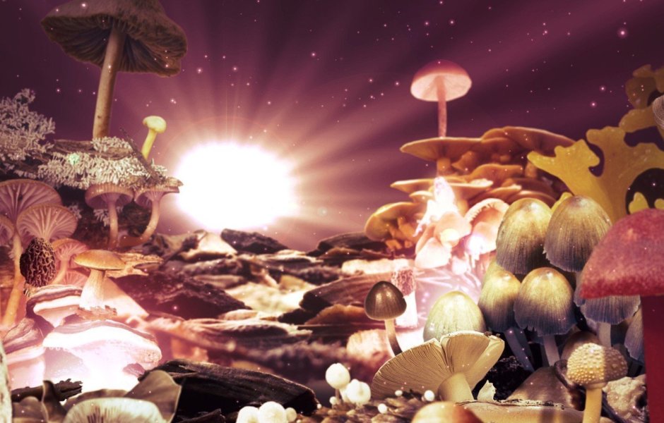 Космические грибы