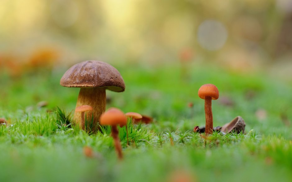 Фон лес грибы