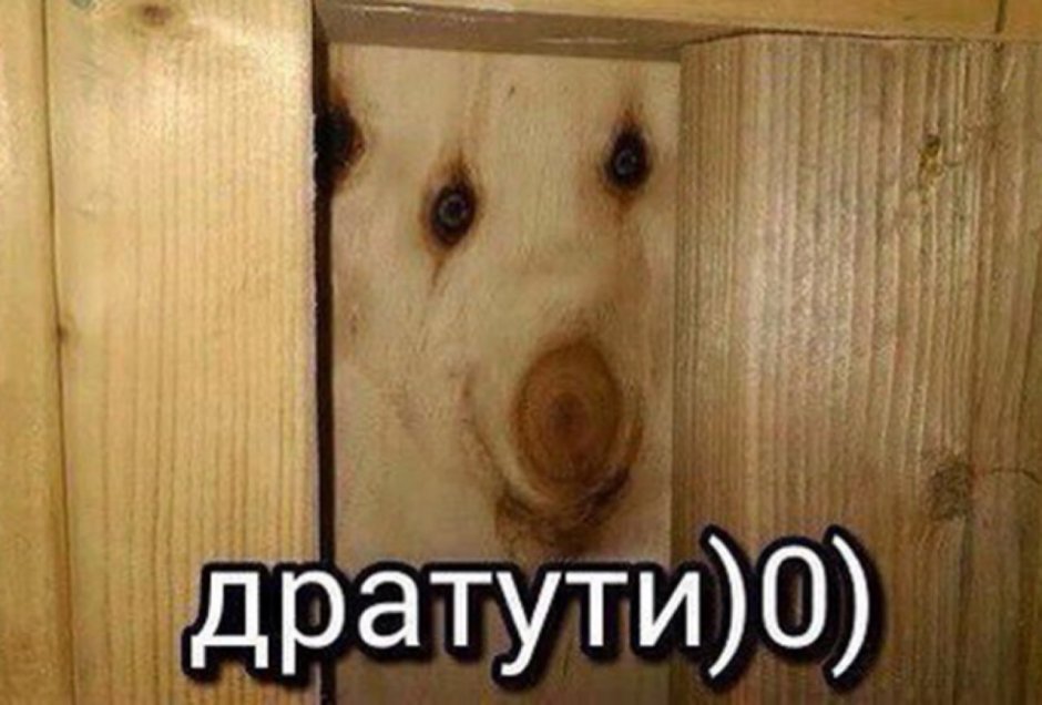 Собака дратути