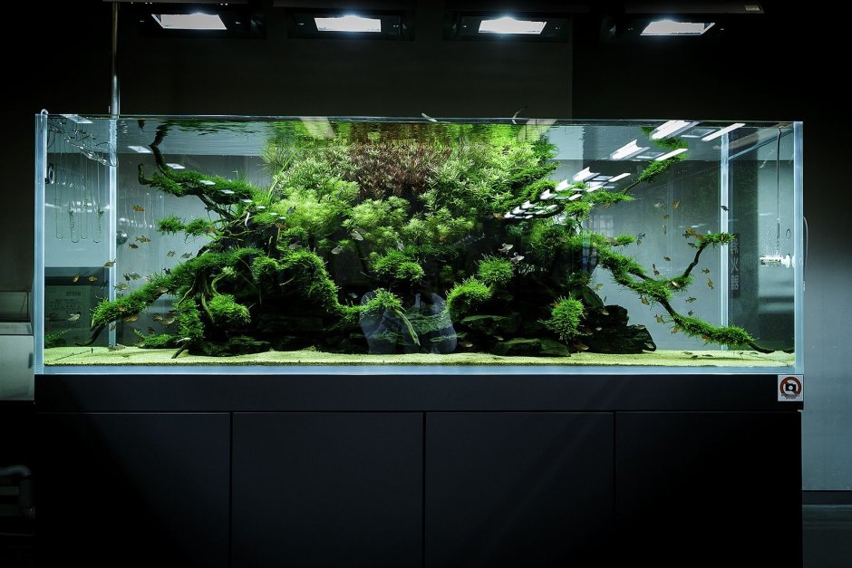 Акваскейп Такаши Амано