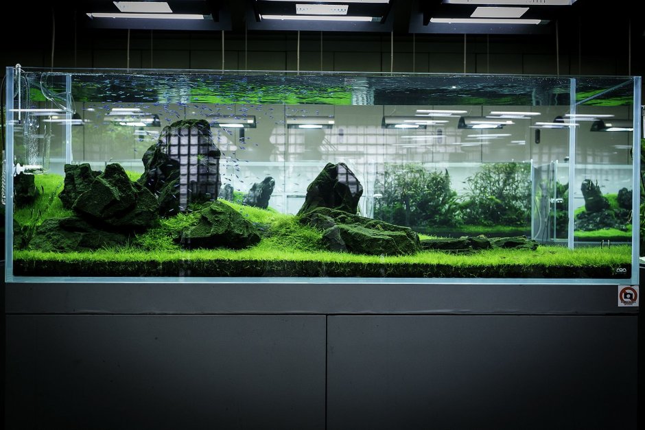 Акваскейп Такаси Амано