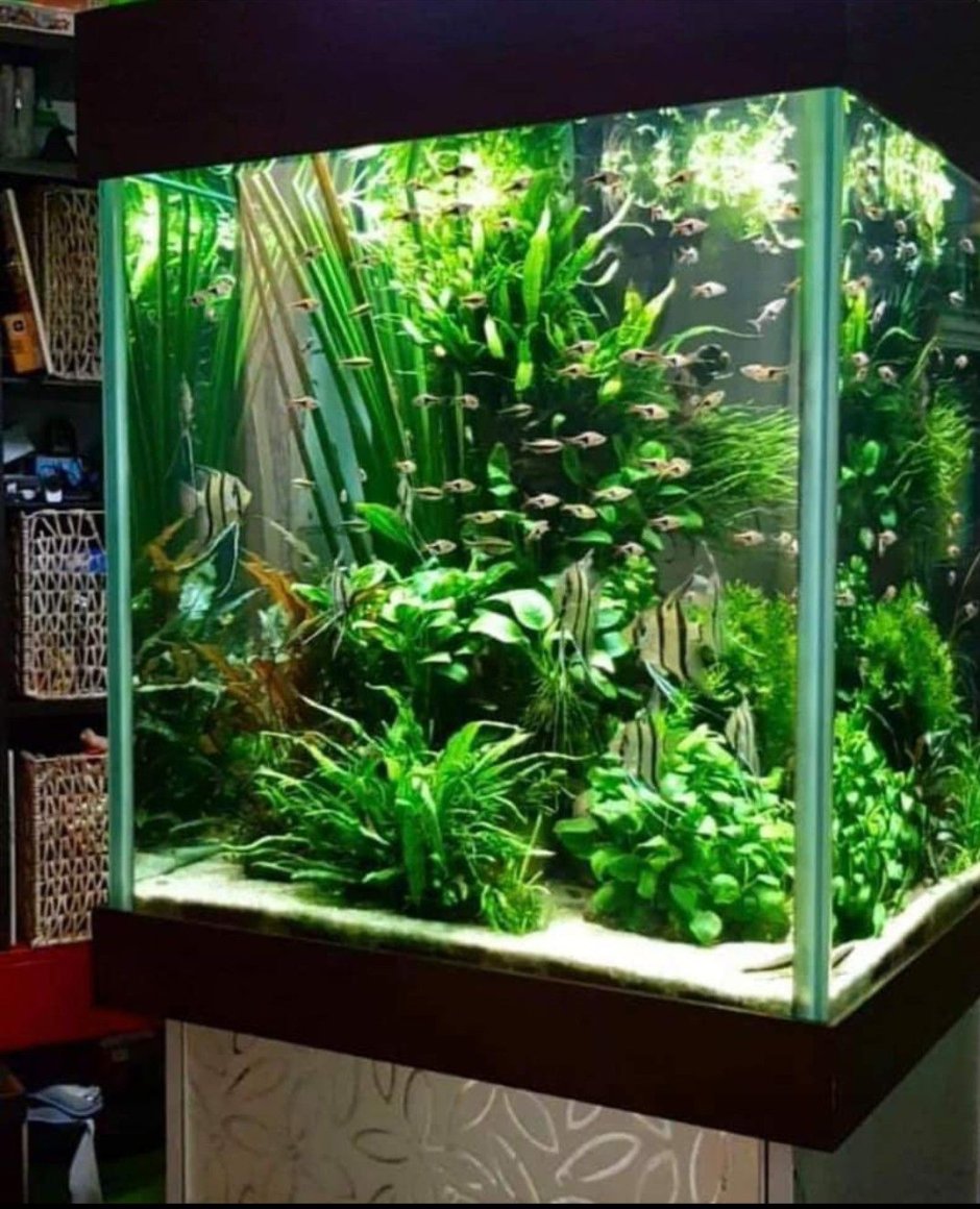 Рыбки для аквариума