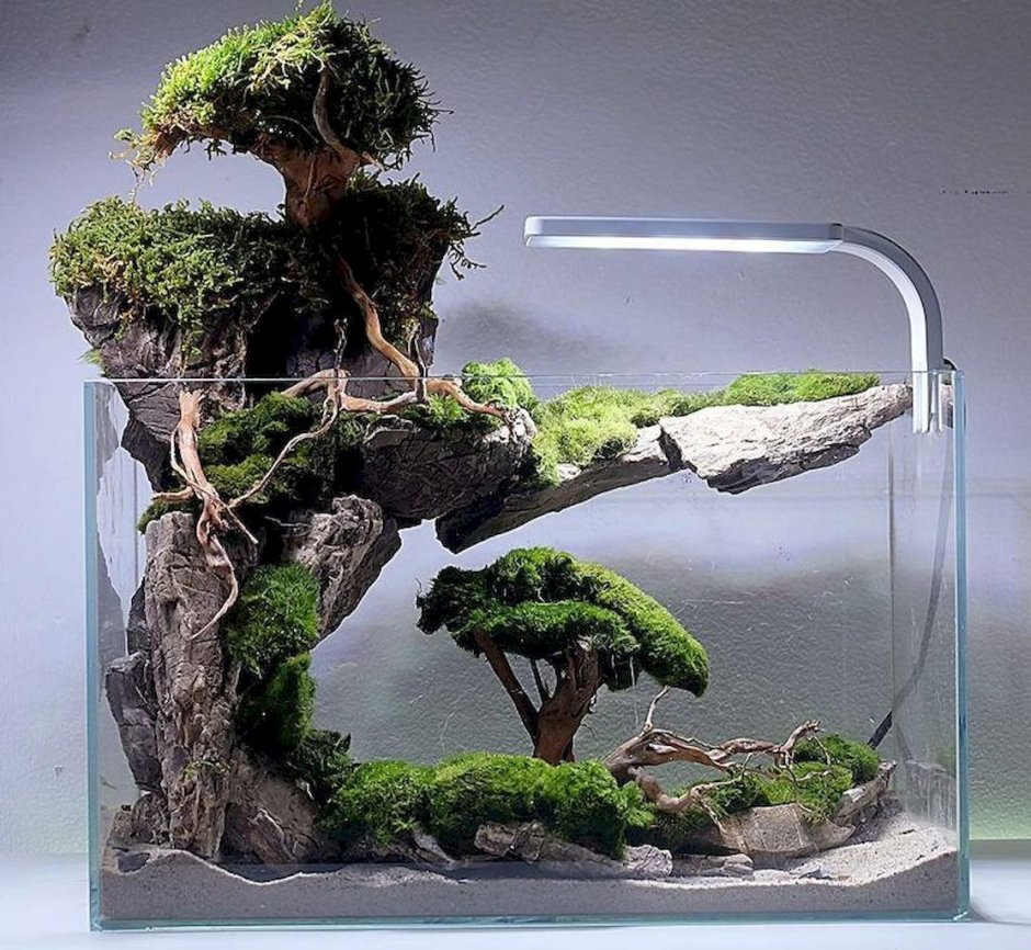 Флорариум мох бонсай