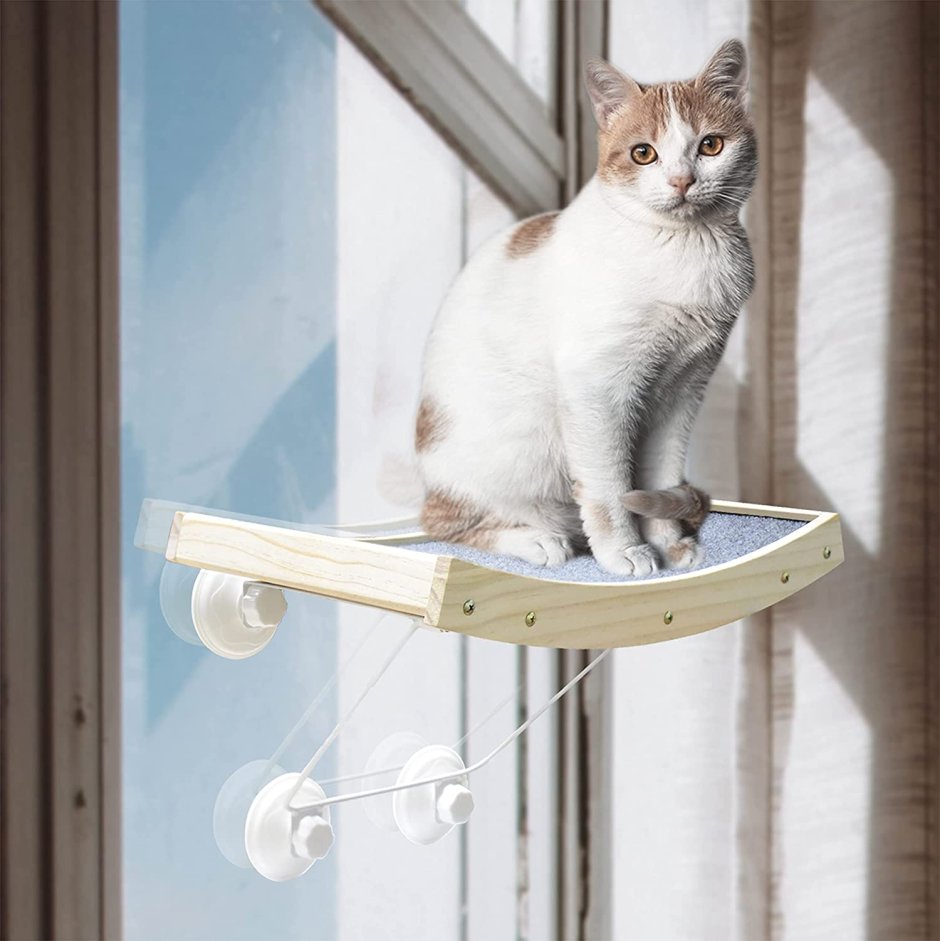 Кот заглядывает в окно