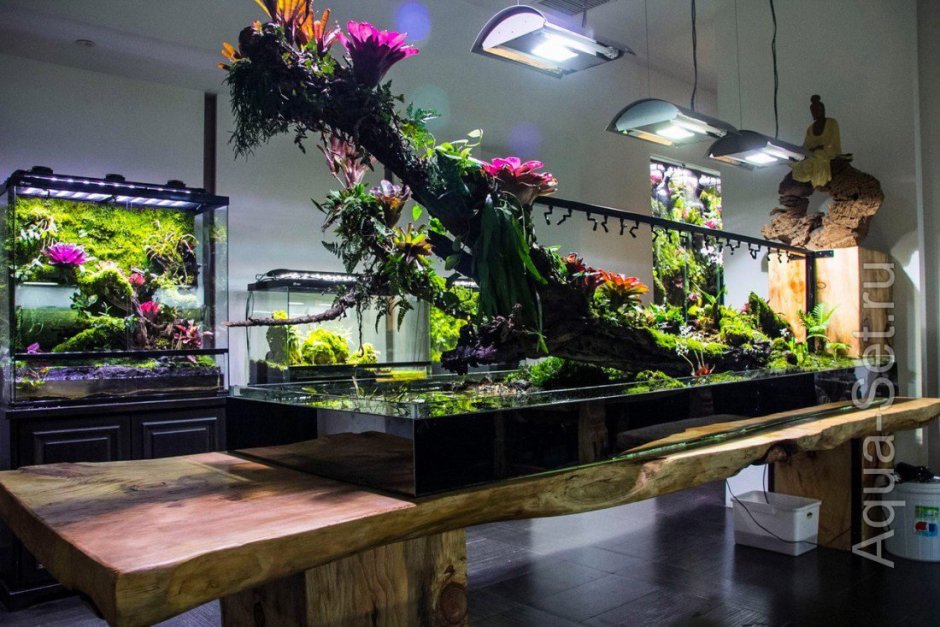 Палюдариум растения для палюдариума