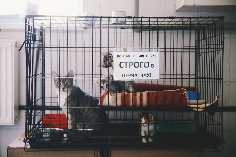 Вольер для кошек в саду