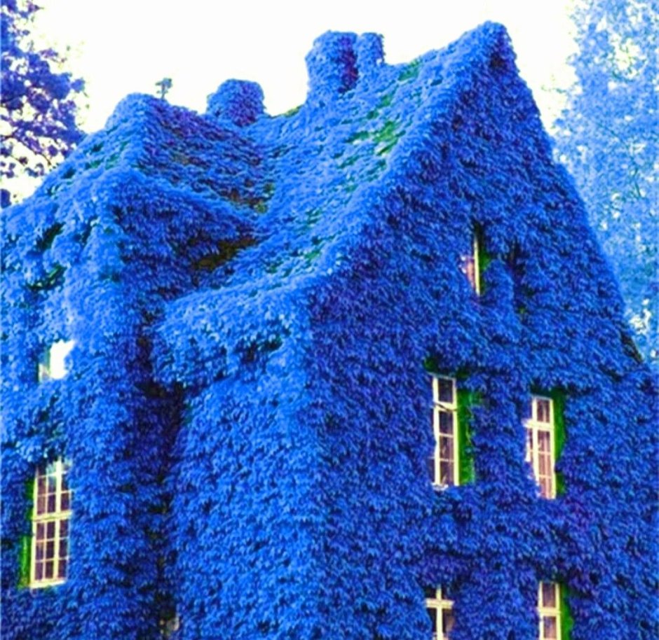 Домик синего цвета