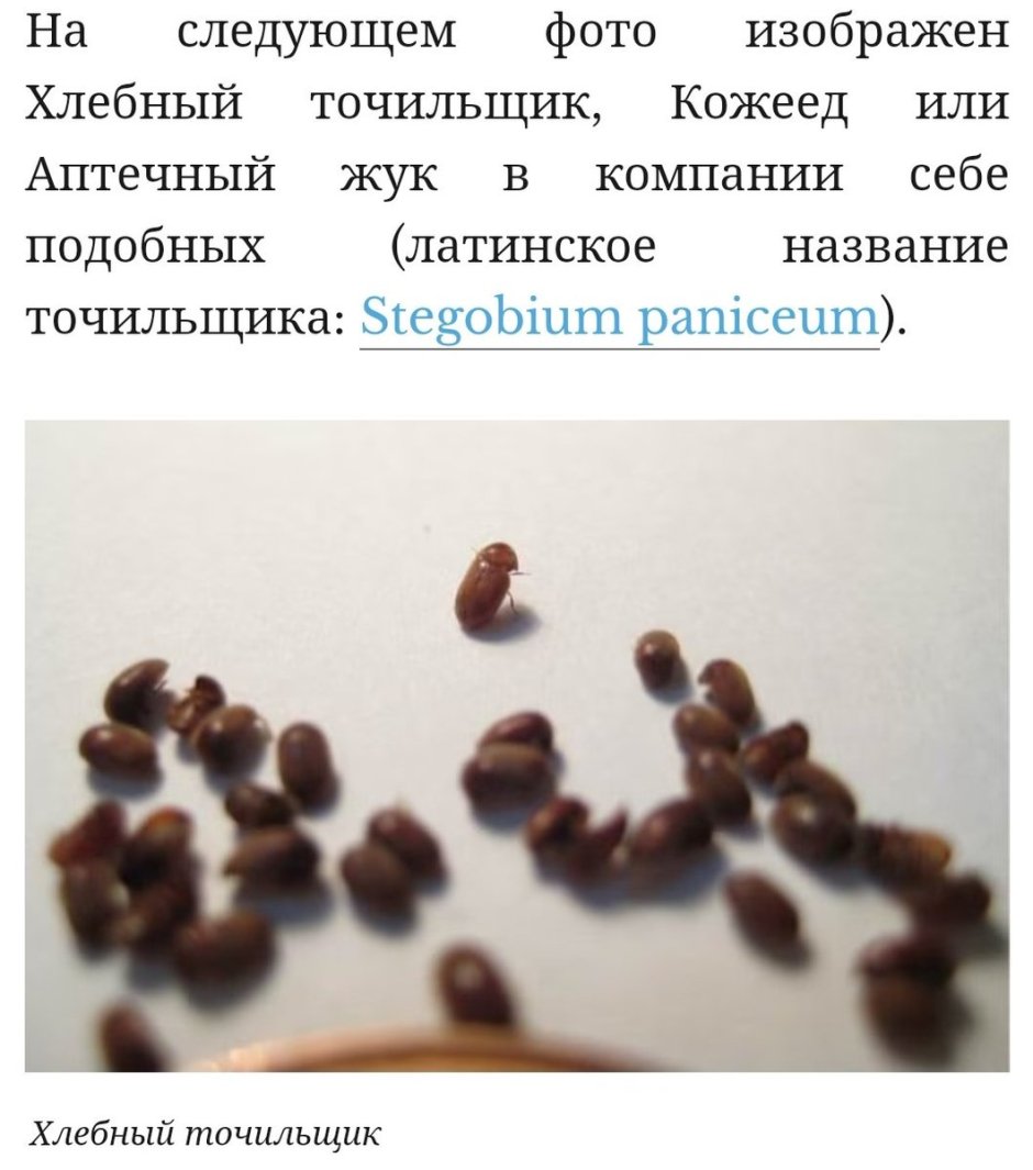 Маленькие черные жучки в квартире
