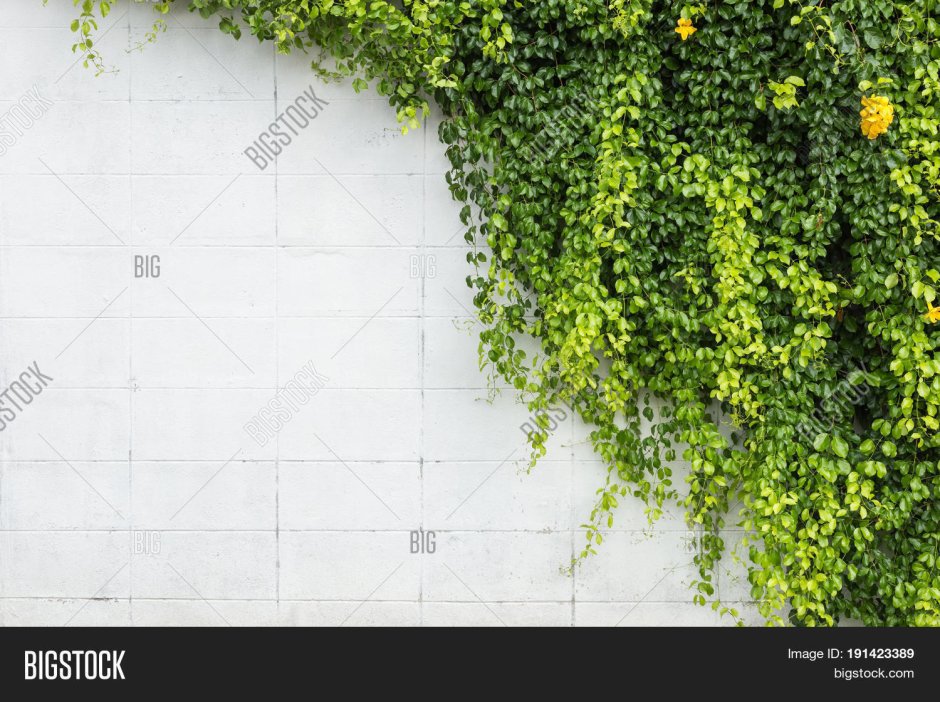 Растение плющ на белой стене