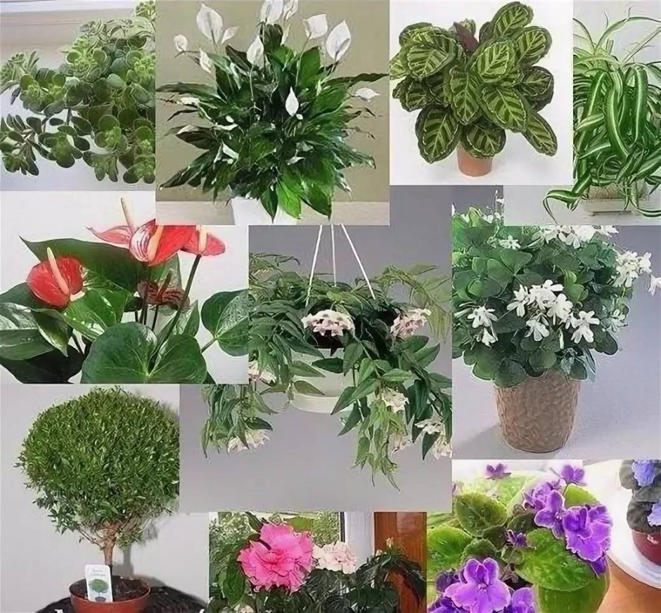 Полезные домашние цветы