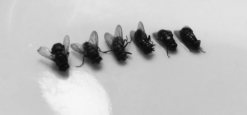 Прыгающие мелкие черные насекомые