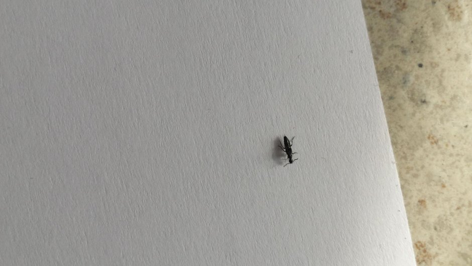 Bathroom Bugs identification