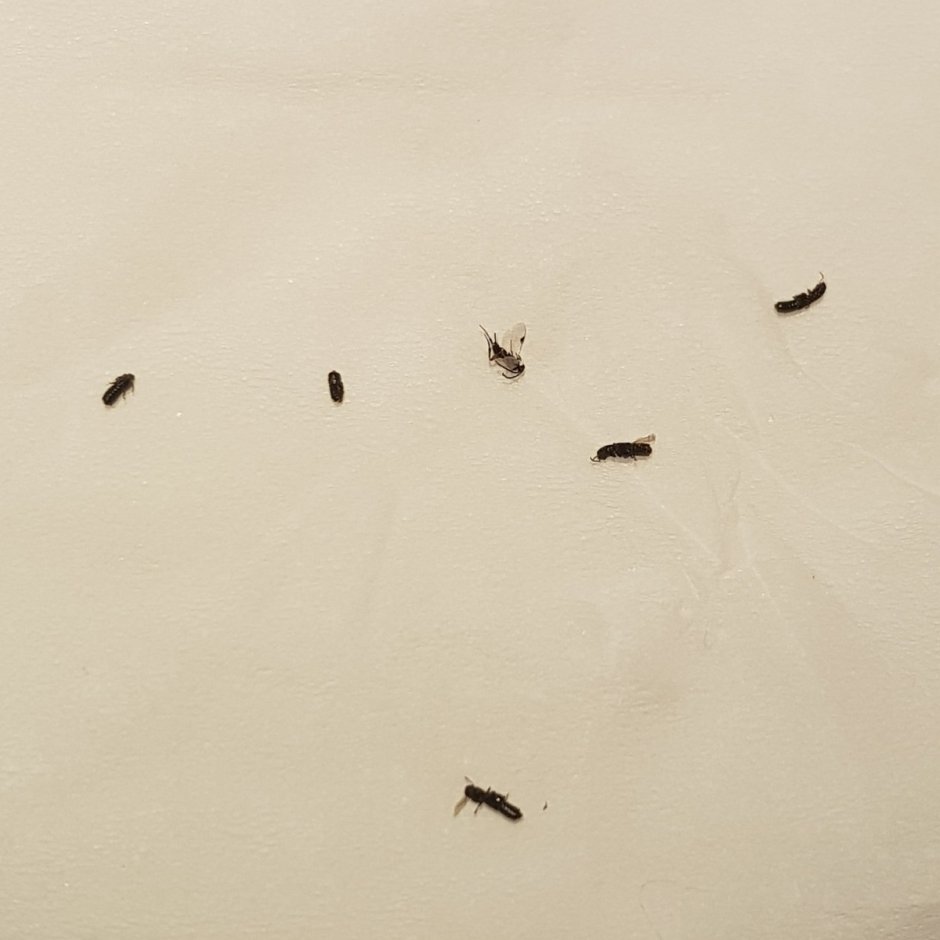 Маленькие прыгающие насекомые в квартире