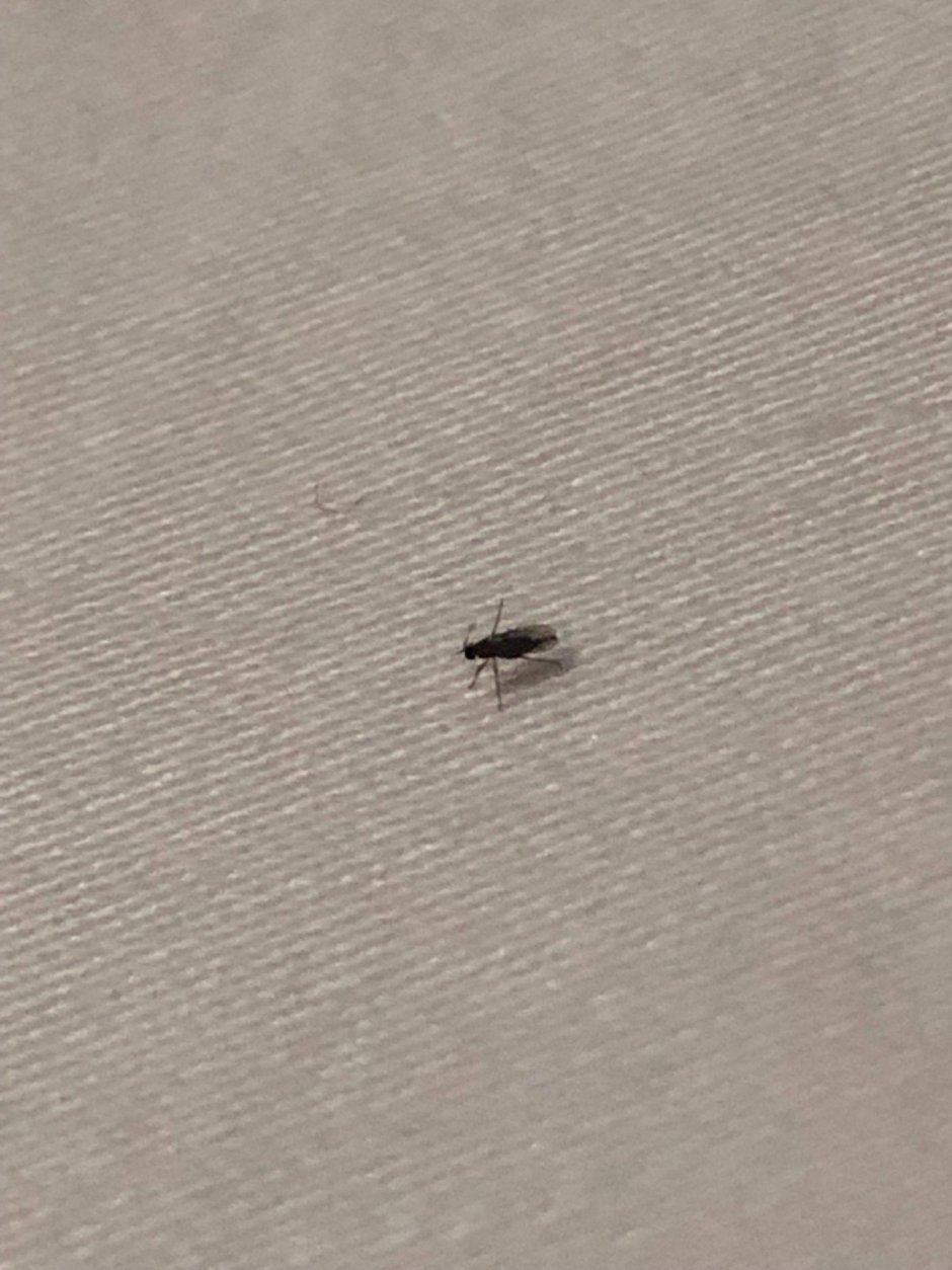 Tiny Black Bugs in Kitchen