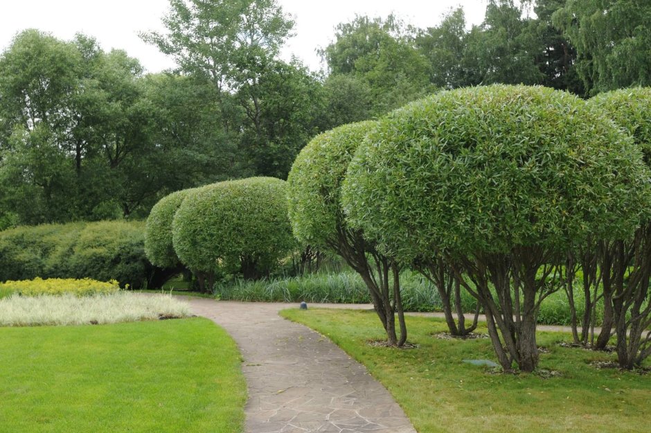 Ива ломкая (шаровидная) Salix fragilis