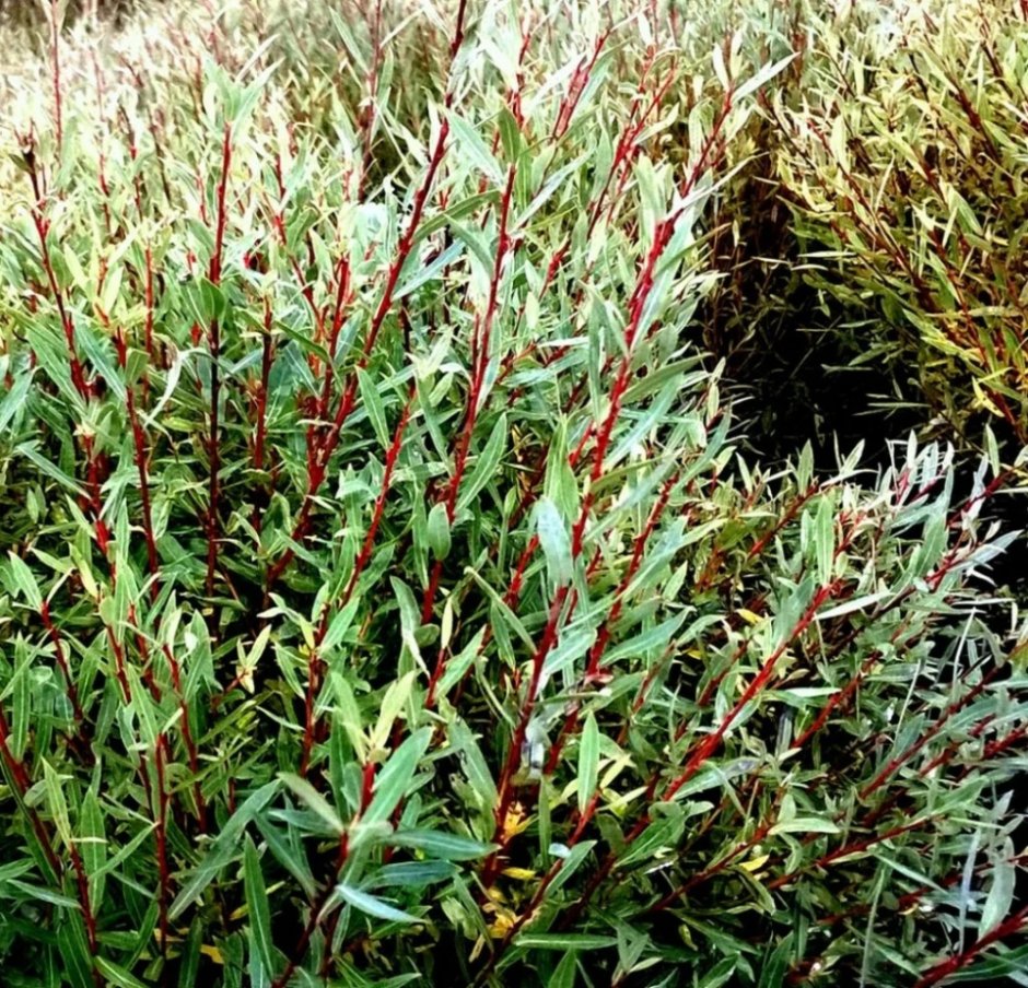 Ива пурпурная (Salix purpurea `Маяк`)