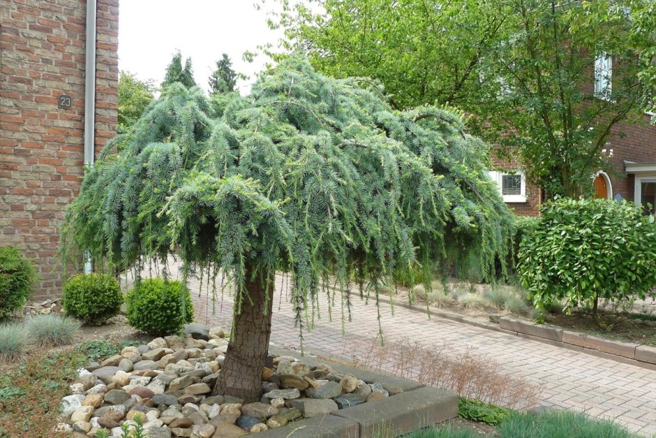 Cedrus Atlantica glauca pendula