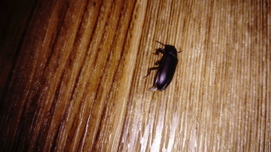 Черный большой жук дома