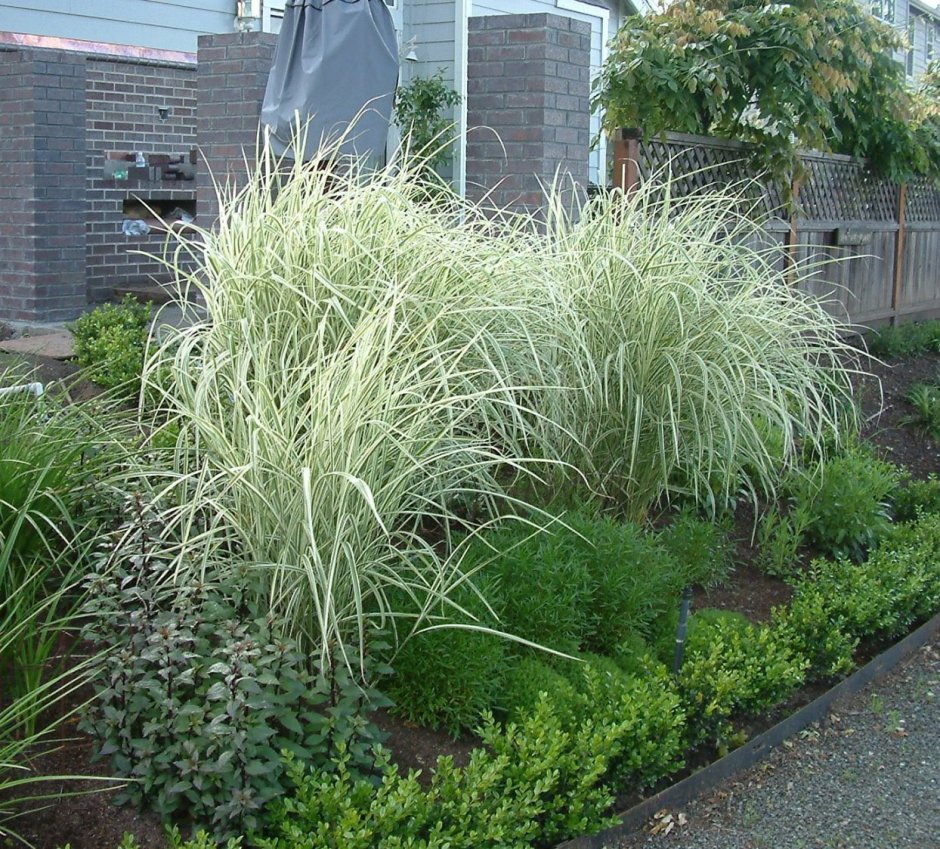 Мискантус китайский variegatus