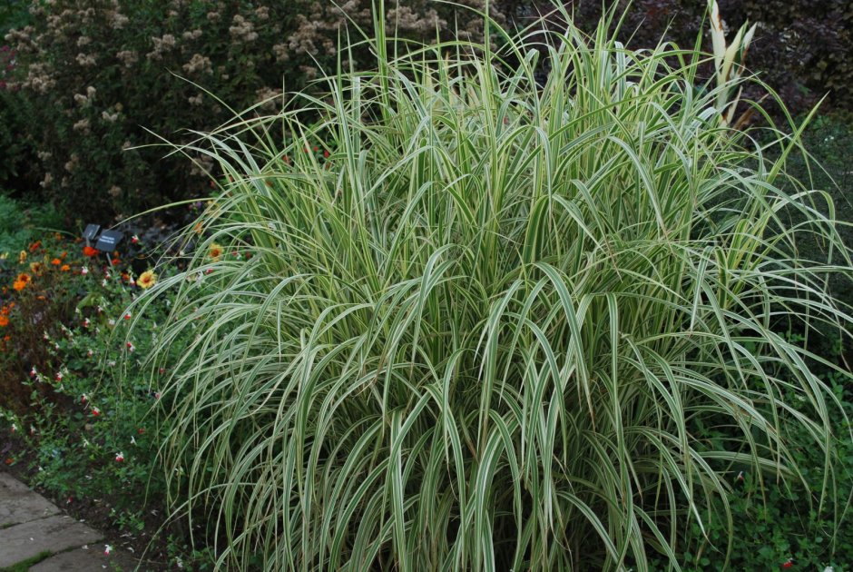 Мискантус variegatus