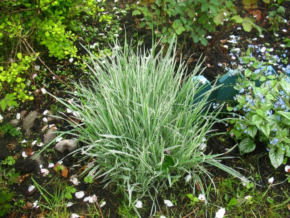 Райграс бульбоносный (Arrhenatherum bulbosum)